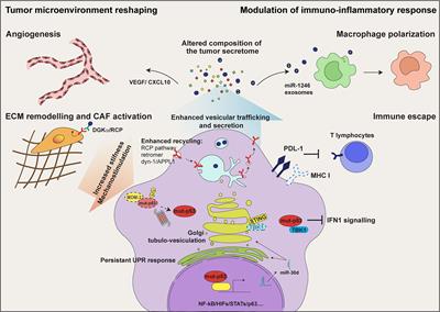 Amplifying Tumor–Stroma Communication: An Emerging Oncogenic Function of Mutant p53